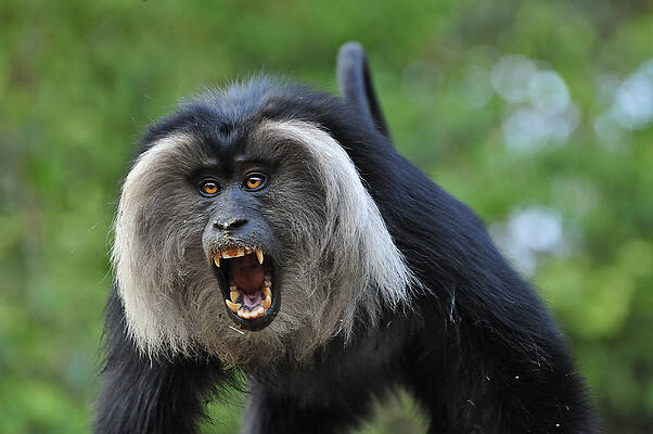 Wall Art - Photograph - Lion-tailed Macaque Threat Display India by Thomas Marent