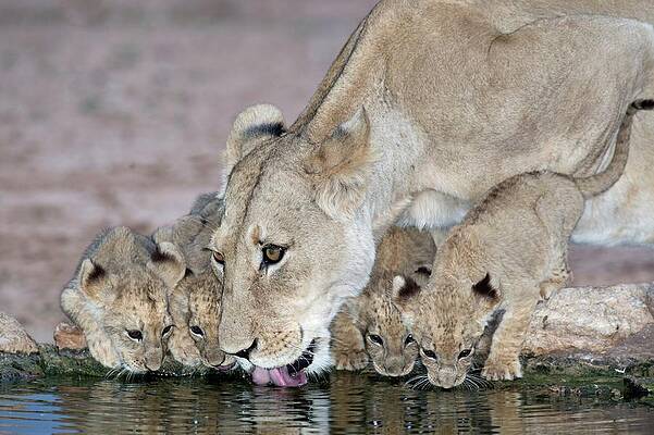 Wall Art - Photograph - Lioness And Cubs Drinking by Science Photo Library