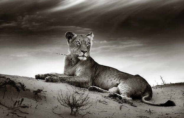 Wall Art - Photograph - Lioness on desert dune by Johan Swanepoel