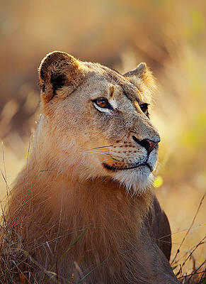 Wall Art - Photograph - Lioness portrait lying in grass by Johan Swanepoel