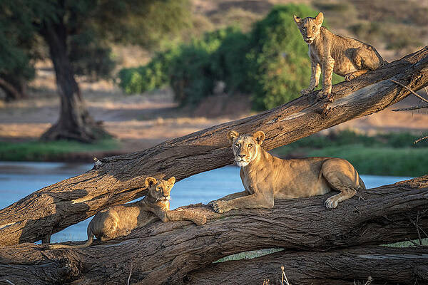 Trio of Lions on Fallen Tree Print