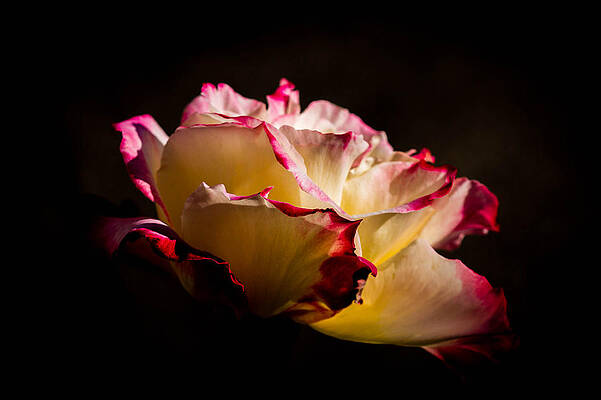 Wall Art - Photograph - Lit From Within by Cathy Donohoue
