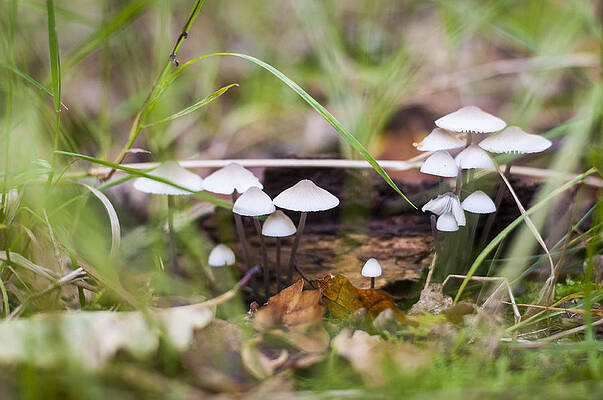 Little fungi by David Isaacson Little fungi by David Isaacson