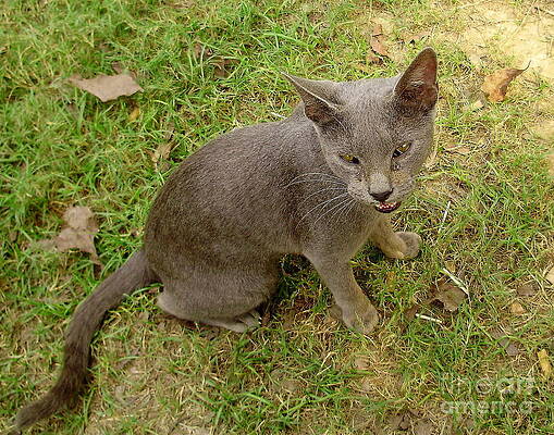 Angry Gray cat Emoji Photographic Print for Sale by MasBlangkon-Art