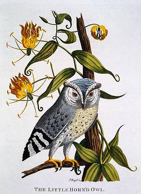 Wall Art - Painting - Little Horned Owl, From Indian Zoology by Thomas Pennant