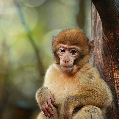 little monkey by Heike Hultsch little monkey by Heike Hultsch