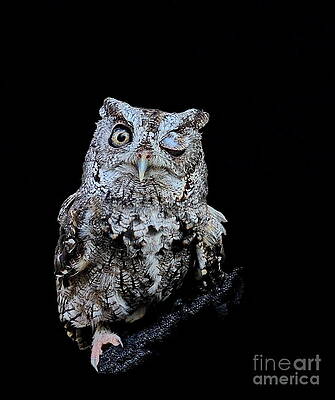 Little Owl Winks Eye in Darkness by Wayne Nielsen Little Owl Winks Eye in Darkness by Wayne Nielsen