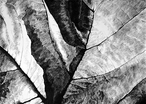 Living Structure II by Iliyan Bozhanov Living Structure II by Iliyan Bozhanov