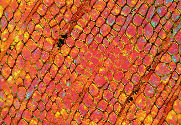 Wall Art - Photograph - Lm Of Fossil Wood by Science Photo Library