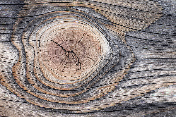 Wall Art - Photograph - Lodgepole Pine Wood Patterns by Peter Cairns