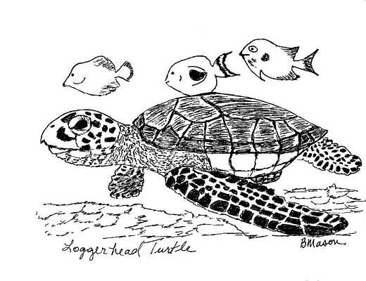 Wall Art - Drawing - Loggerhead Sea Turtle by Becky Mason