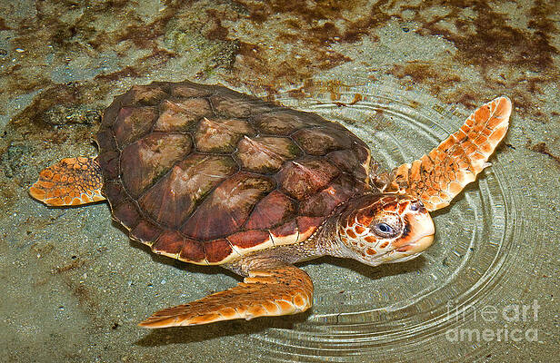 Wall Art - Photograph - Loggerhead Sea Turtle by Millard H. Sharp