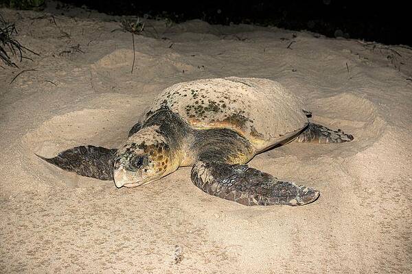 Wall Art - Photograph - Loggerhead Turtle Covering Its Nest by Science Photo Library