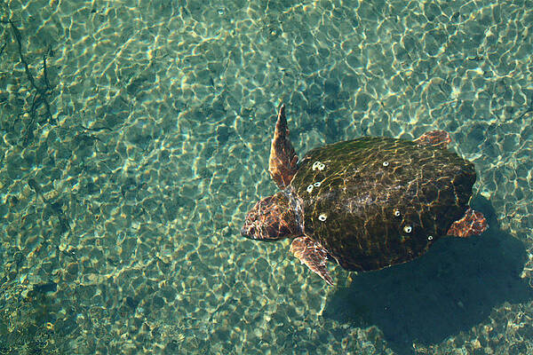 Wall Art - Photograph - Loggerhead Turtle in Homosassa Spring Run by Jean Clark