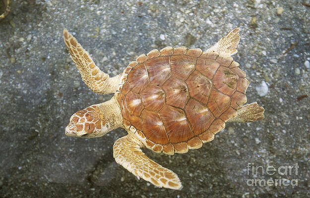 Wall Art - Photograph - Loggerhead Turtle by Millard H. Sharp