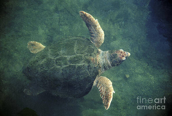 Wall Art - Photograph - Loggerhead Turtle by Ron Sanford