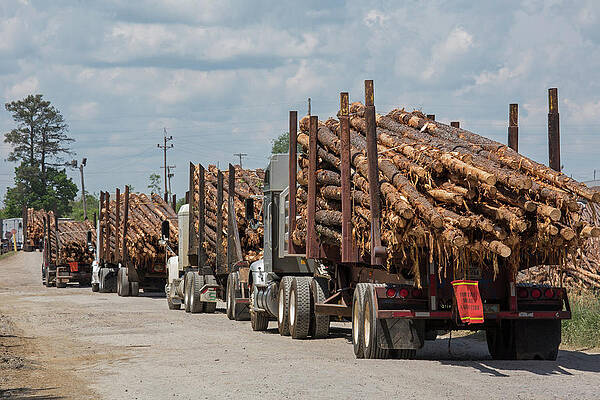 Wall Art - Photograph - Logging Industry by Science Photo Library