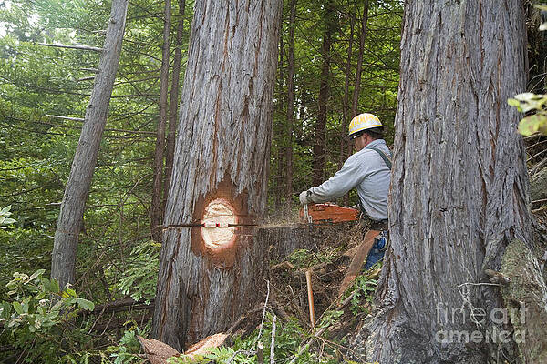 Wall Art - Photograph - Logging by Jim West