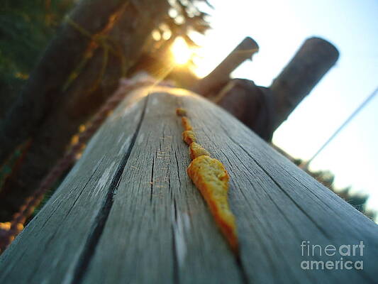 Logs by Morgan  Canning
