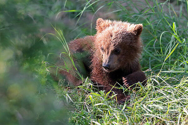 Lone Cub by Bill Singleton Lone Cub by Bill Singleton