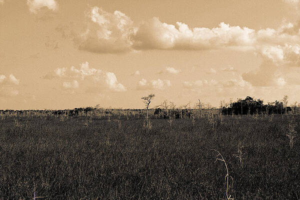Wall Art - Photograph - Lone Cypress by Gary Dean Mercer Clark