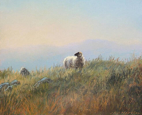 Lone sheep II by James Martin