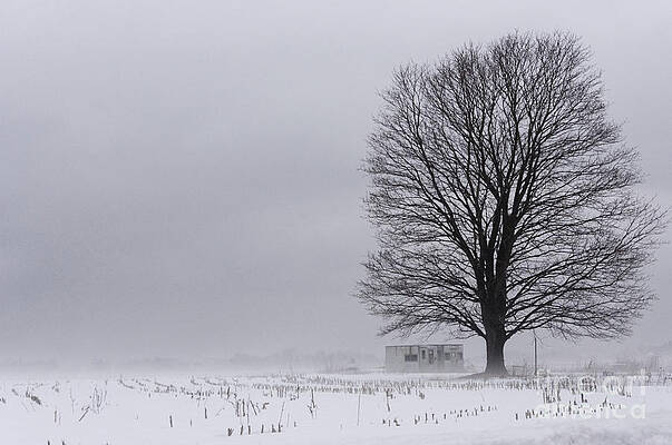 Wall Art - Photograph - Lone Tree in the Fog by Debra Fedchin