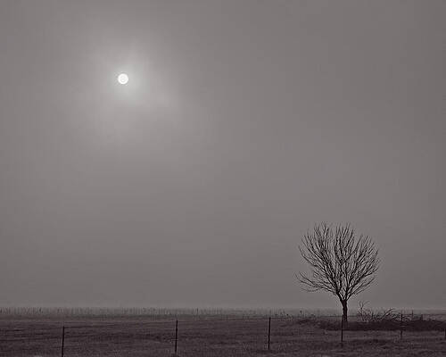 Wall Art - Photograph - Lone Tree by Kevin Anderson