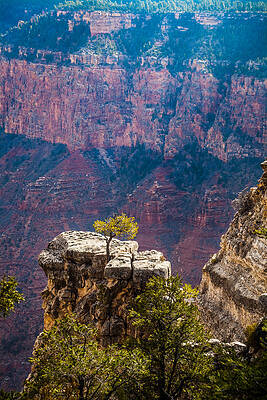 Wall Art - Photograph - Lone Tree on Outcrop Grand Canyon by Ed Gleichman