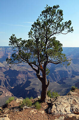 Wall Art - Photograph - Lone Tree on the Edge of the Grand Canyon Vertical by Shawn O'Brien
