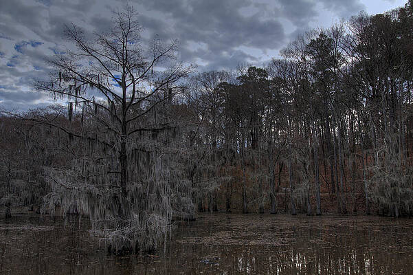 Wall Art - Photograph - Lonely Bald Cypress by Jonathan Davison
