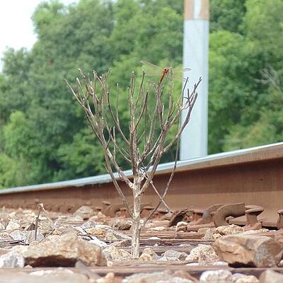 Wall Art - Photograph - Lonely Little Tree On The Railroad by Andrew Keeler