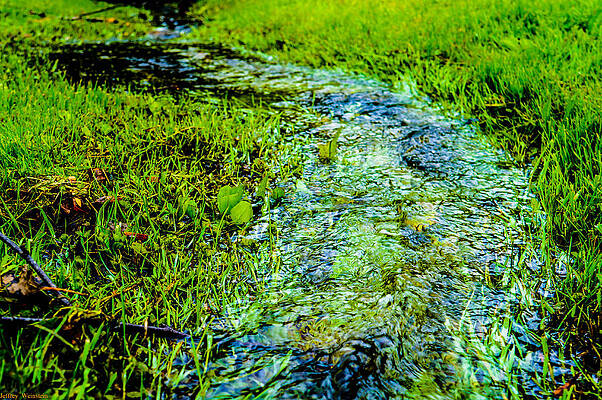 Lonely Stream by Jeffrey Weinstein