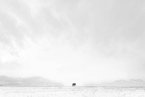 Lonesome Tree by D Scott Clark Lonesome Tree by D Scott Clark