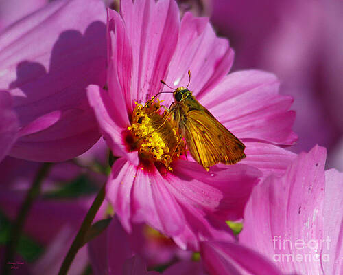 Long Dashed Skipper Moth by Kenny Bosak Long Dashed Skipper Moth by Kenny Bosak