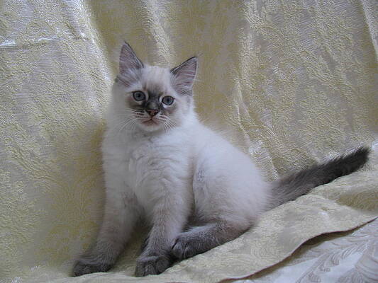 Long Hair Kitten Lynx Point by Pamela Benham Long Hair Kitten Lynx Point by Pamela Benham