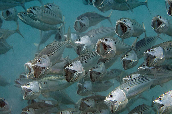 Wall Art - Photograph - Long-jawed Mackerel Foraging Red Sea by Dray van Beeck