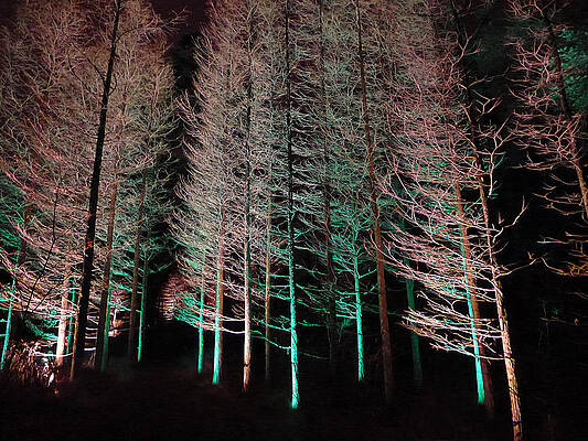 Wall Art - Photograph - Longwood Gardens - Tree Stand at Night by Richard Reeve