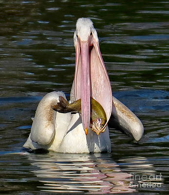 Look What I Caught by Jennie Breeze Look What I Caught by Jennie Breeze