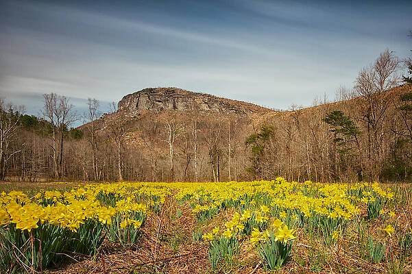 Looking at Shortoff Mountain through the Daffodils by Mark Steven Houser Looking at Shortoff Mountain through the Daffodils by Mark Steven Houser