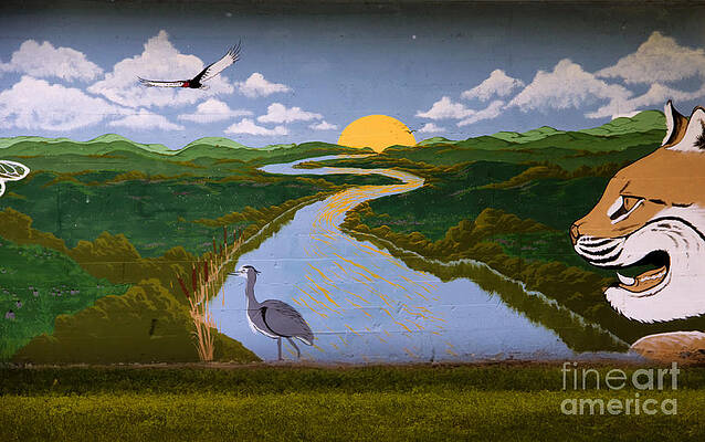 Wall Art - Photograph - Looking For Lunch by Jon Burch Photography