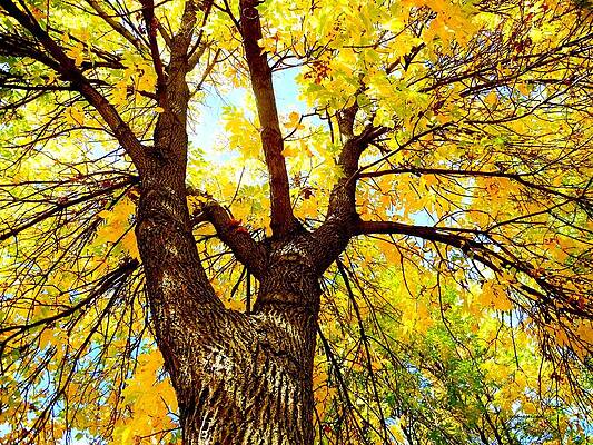 Looking Up by Susie Loechler Looking Up by Susie Loechler