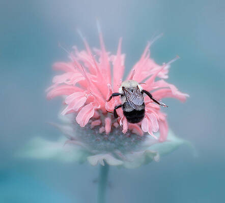 Lost in Pink by Michelle Ayn Potter Lost in Pink by Michelle Ayn Potter