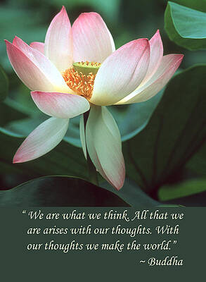 Lotus Flower Buddha Quote by Chris Scroggins Lotus Flower Buddha Quote by Chris Scroggins