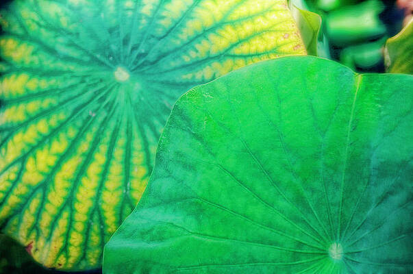 Wall Art - Photograph - Lotus Leaves (nelumbo Nucifera) by Science Photo Library