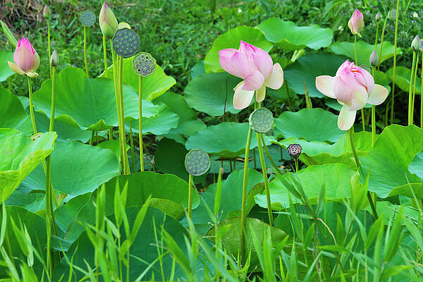 Wall Art - Photograph - Lotus Pond, Guyana (large Format Sizes by Keren Su