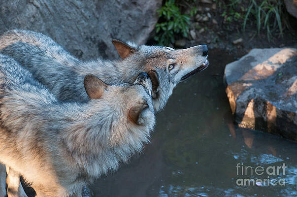 Wolves love bites winter Love Bites