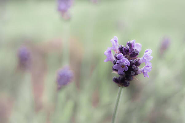 Lovely Lavender by Jen Baptist Lovely Lavender by Jen Baptist