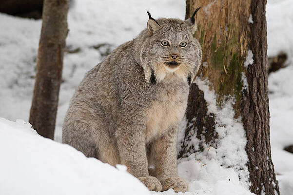 Lovely lynx by David Barker Lovely lynx by David Barker