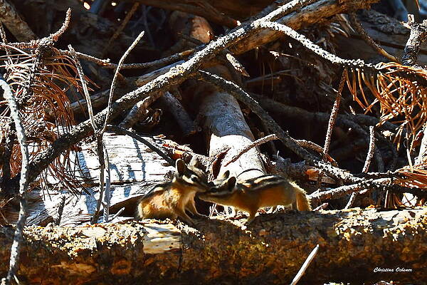 Loving Chipmunks - Little Grass Valley Reservoir by Christina Ochsner Loving Chipmunks - Little Grass Valley Reservoir by Christina Ochsner